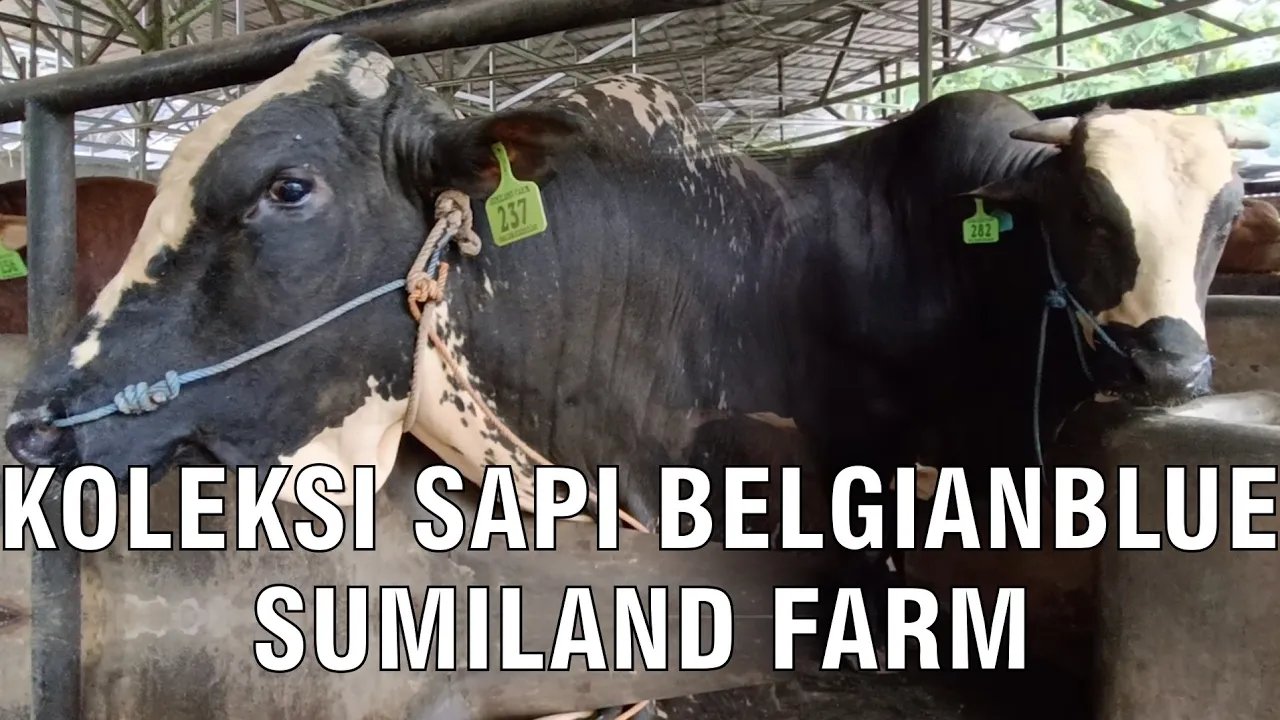 
                                 Koleksi-Sapi-Belgian-Blue-Sumiland-Farm